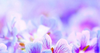 Purple Galaxy Backgrounds Image