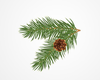 Evergreen Boughs Clipart Image