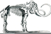 Wooly Mammoth Skeleton Clipart Image