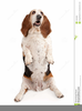Dog Begging Clipart Image