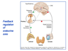 Hypothalamus And Pituitary Image