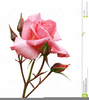 Free Rose Bouquet Clipart Image