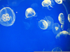 Shedd Aquarium Jellyfish Image