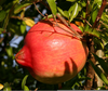 Pomegranate Fruit Type Image