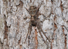 Octopus Crab Spider Image