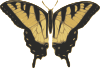 Butterfly Top View Clip Art