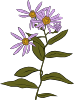 Aster Conspicuus Clip Art