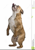 Standing Bulldog Clipart Image