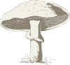 Mushroom Clip Art