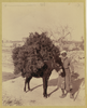 Palestine, Transportation, Donkey Carrying Load Of Roots And Twigs For Fuel Image