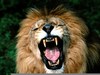 African Lion Roaring Image