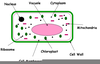Animal Cell Clipart Image