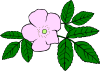 Rose Clip Art