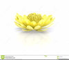 Clipart Gold Lily Image