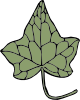 Oak Ivy Leaf Clip Art