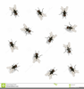 Fly Clipart Black And White Image