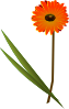 Gerbera Clip Art