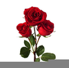 Dozen Roses Clipart Free Image