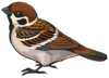 Sparrow  Image