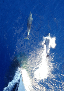 Two Dolphins Swim In Front Of The Bow Image