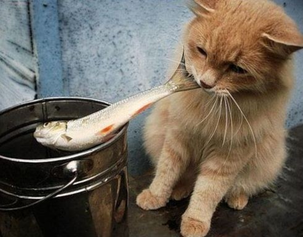 Image result for cat with fish