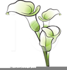 Free Peace Lily Clipart Image