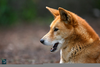 Australian Dingo Pup Image