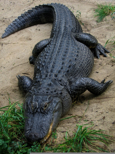 Alligaotr Clipart Image