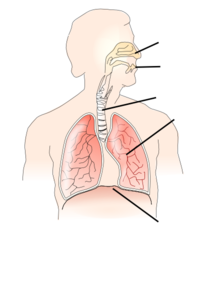 Unlabelled Respiratory System Clip Art at Clker.com - vector clip art