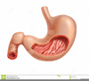Human Stomach Clipart Image