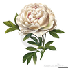 Vintage Peony Clipart Image