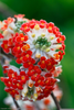 Edgeworthia Chrysantha Akebono Image