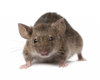 Mice Control Image