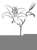 Lovely Lily Line Art Easter Clipart Image