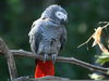 Gray Parrots Image