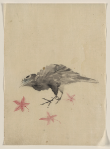 [a Bird, Possibly Crow Or Raven, Facing Left, Standing Among Leaves With Head Cocked As Though Looking Closely Or Listening] Image