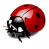 Ladybug Image
