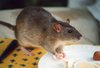 Rat Agouti Image