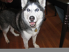 Husky Siberiano Facebook Image