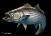 Saltwater Gamefish Free Clipart Image