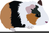 Clipart Guinea Pig Image