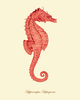 Seahorse Image