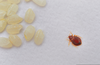 Bed Bugs Clipart Image