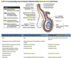 Scrotum Anatomy Layers Image