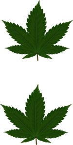 Cannabis Leaves For Pasties Clip Art
