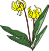 Erythronium Grandiflorum Clip Art