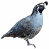 California Quail - Pen-and-ink Clip Art