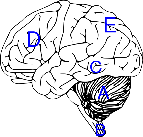 Brain With Labels Clip Art at Clker.com - vector clip art online ...