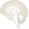 The Human Brain Clip Art