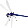 Dragonfly Clip Art